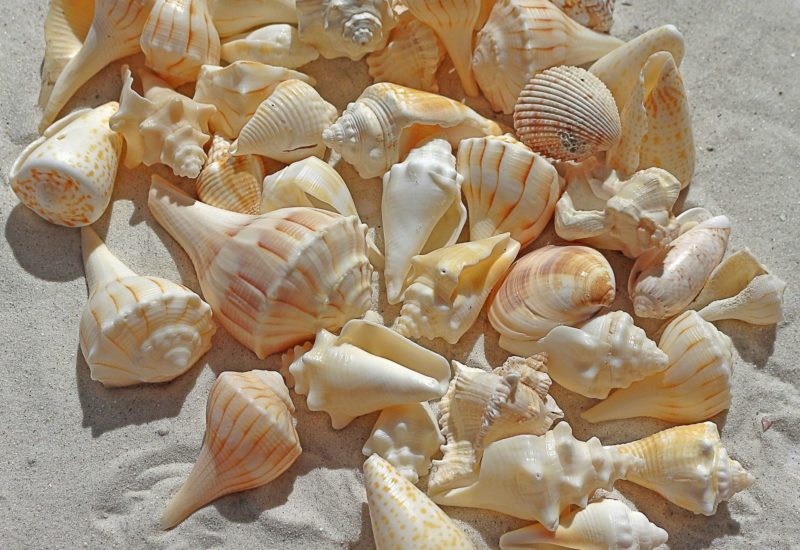 sea shells successful implant dentistry